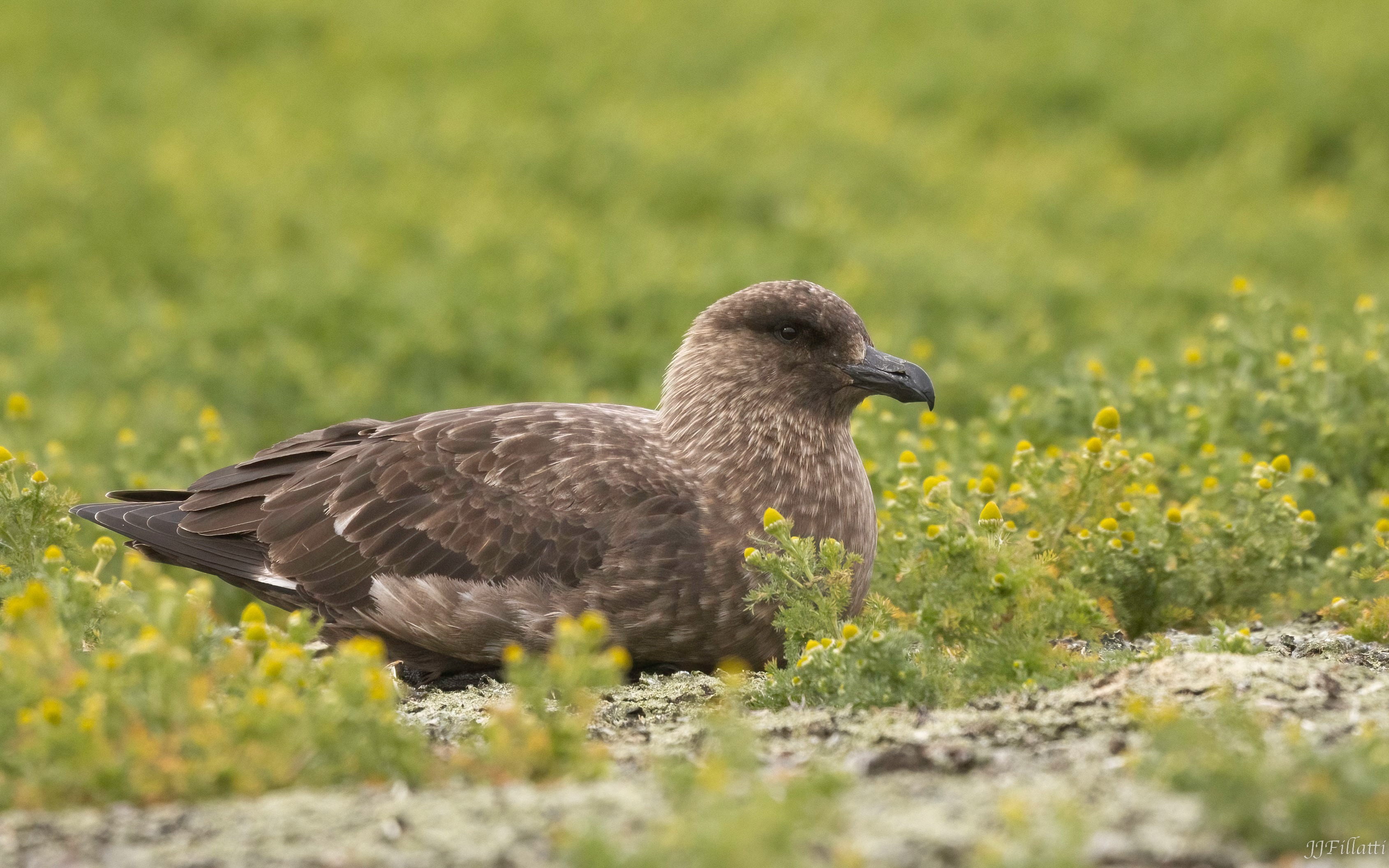 bird of the falklands image 106